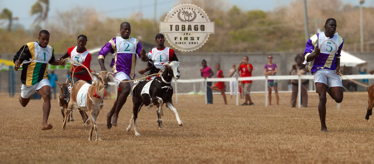 Tobago Goat Race 2012