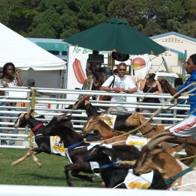 Tobago Goat & Crab Race