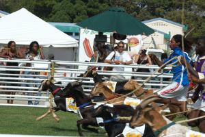 Tobago Goat & Crab Race